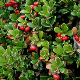 Bearberry